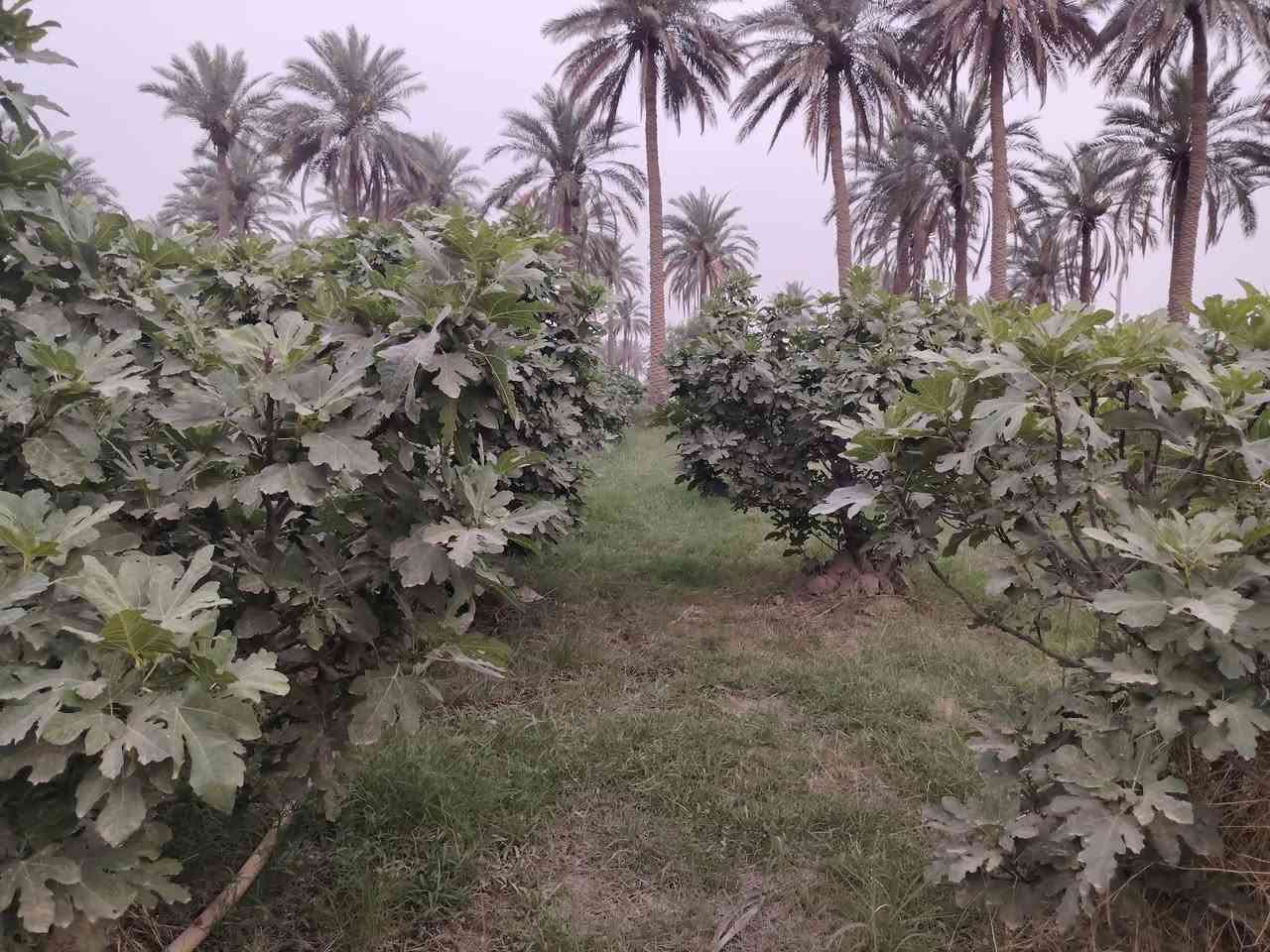 مزرعه للبيع
مساحة مزرعة
2750متر
النزال 115
والعرض 24
المزرعة باب وقفل مسيجه
بيهه بريمه وماطور غطاس 
وماء اساله قريب
وكهرباء
وشارع 7متر
العنوان  جامعة بابل منطقه كوام ابراهيم الخليل عليه السلام 
الاستفسار واتصال على الأرقام التالية *********** اسيا
*********** فاتوره
