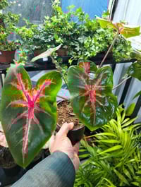 نباتات ظل • توصيل خانقين • جلولاء سعدية