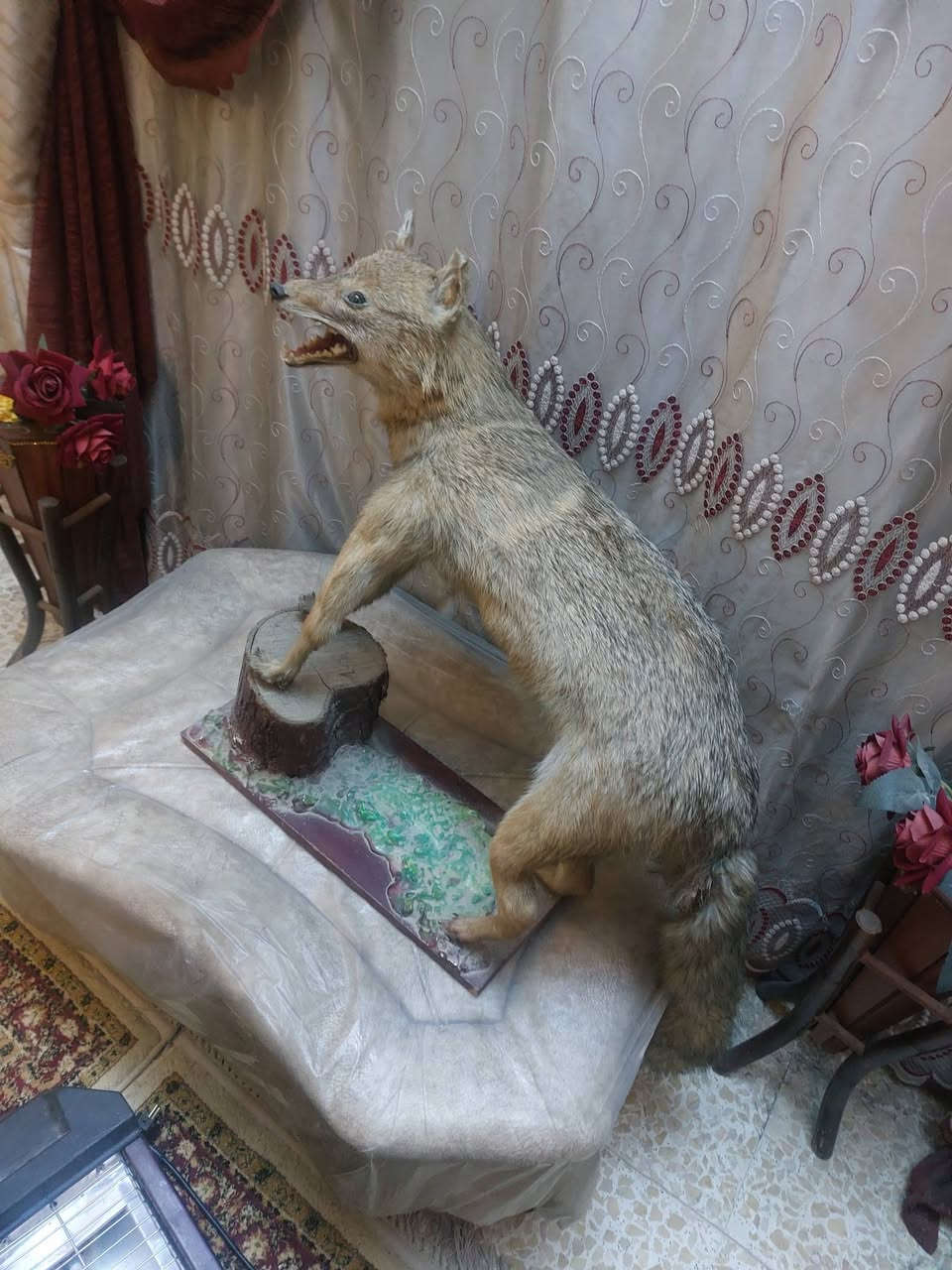 حيوان محنط نضيف درجه ا لى اسمه ابن اوى (ابن حصين)
السعر ورقه ١٠٠ دولار تحفه فنيه لاتفوتكم وسعره مناسب


**إذا كنت صاحب هذا الإعلان وتريد حذفه لأي سبب، رجاءا أرسل رسالة إلى الدعم الفني**