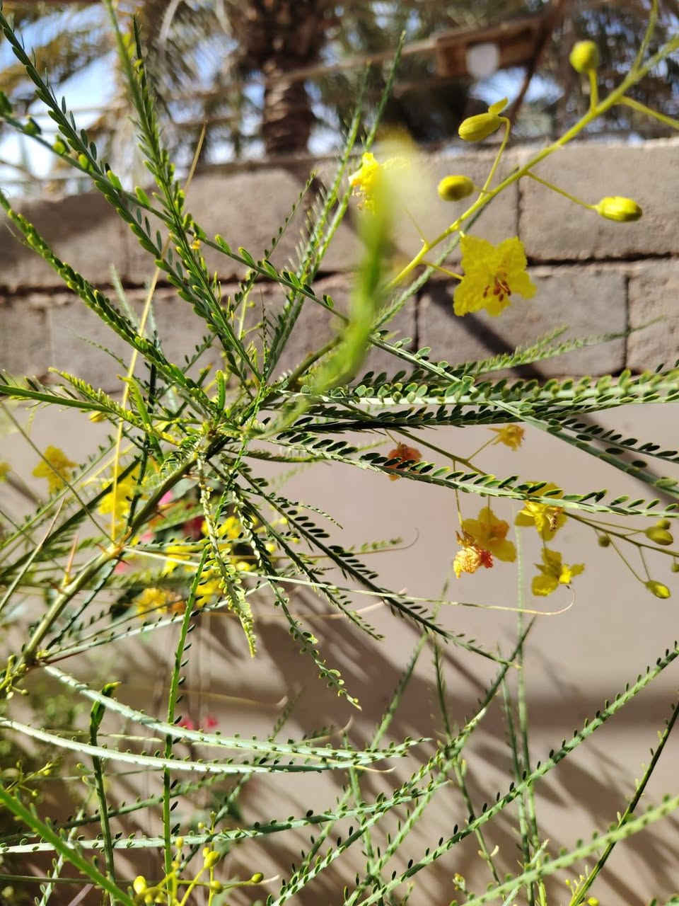 أشجار   الباركسونيا    من الأشجار تتحمل الحر والبرد والأرض المالحه     مفيده  للعلف  الفرس  والنحل     السعر  ٩٠٠٠ 🦋🦋🦋🦋🦋🦋🦋🦋العنوان الانبار راوه الجديده آخر شارع بيت علي حماد محمد قرب جامع محمد الفاتح وعدنا توصيل راوه عانه القائم حديثه الرمادي الفلوجه بغداد العامريه وحي الجامعه واليرموك والمنصور التوصيل حسب المكان واليجي يختار حيا الله


**إذا كنت صاحب هذا الإعلان وتريد حذفه لأي سبب، رجاءا أرسل رسالة إلى الدعم الفني**