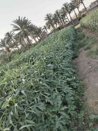 اجبله الحيدري • ٧ دونم • زراعي