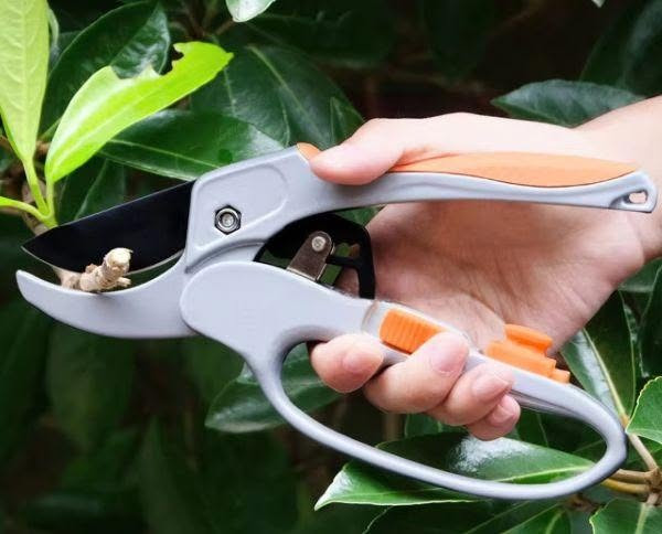 ✨ مقص تقليم الأشجار المثالي لحديقتك! ✂️
🔧 حواف حادة لقص دقيق وسهل لجميع أنواع الأشجار.
🌳 مع مقبض مريح ضد الانزلاق لراحة أكبر أثناء 
💪 قوي وفعال لقص الأغصان والأوراق الجافة في ثوانٍ!
🏡 مثالي للحدائق المنزلية والمحترفة.
🌿 حافظ على نباتاتك بأفضل شكل مع هذا المقص الفعّال.
يوجد خدمة توصيل لجميع المحافظات بغداد, العراق


**إذا كنت صاحب هذا الإعلان وتريد حذفه لأي سبب، رجاءا أرسل رسالة إلى الدعم الفني**