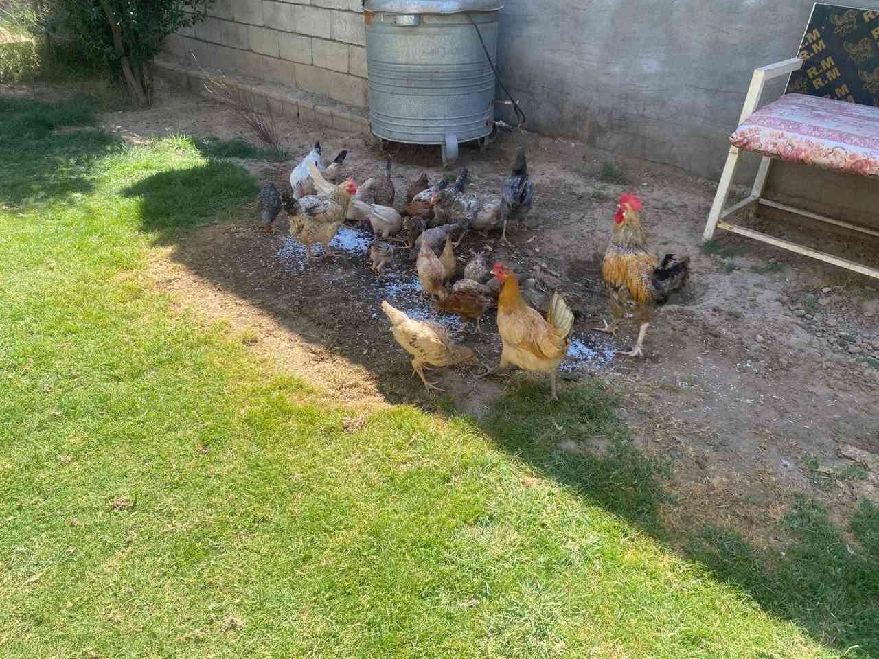 دجاج عرب اصلي موهجين 4دجاجات وديج سعر زواج 25الف وكو مخاليف كبار زواج 10الف وكو اصغر زواج 5الف مكلف بنشر رقم صاحب الحلال ***********
