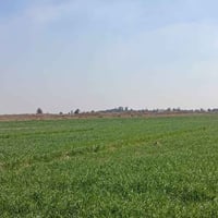 ٩٩٠ دونم • طابو ٢٥ تحويل • قابلة زراعة