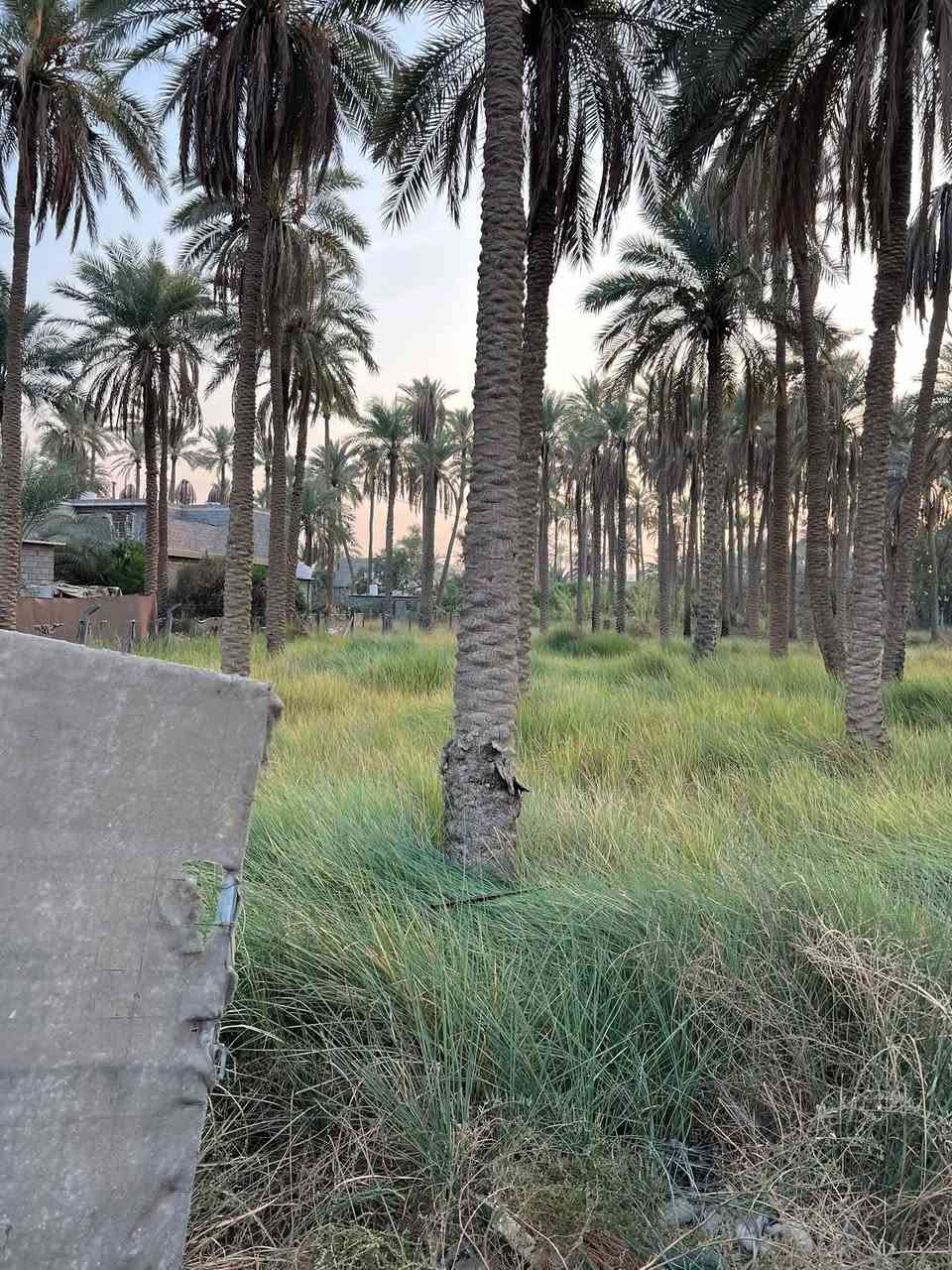 السلام عليكم 
قطعه الارض المساحه 700 متر 
طابو زراعي سند 25 اقرار محكمه  من صاحب الارض مباشر
العنوان كربلاء الجريه شارع الشامي 
تبعد عن الشارع العام سيدة زينب 100 متر 
التفاصيل الكامله موجوده بالفيديو 
كافه الخدمات متوفره 
منطقه السكنيه كافت الخدمات موجوده بيها 
اللاستفسار آكثر الأتصال على أرقآم التأليه 
*********** ابو باقر
*********** وتساب 
*********** ابو علي 
وكذالك نستقبل الجميع العروض لديكم
