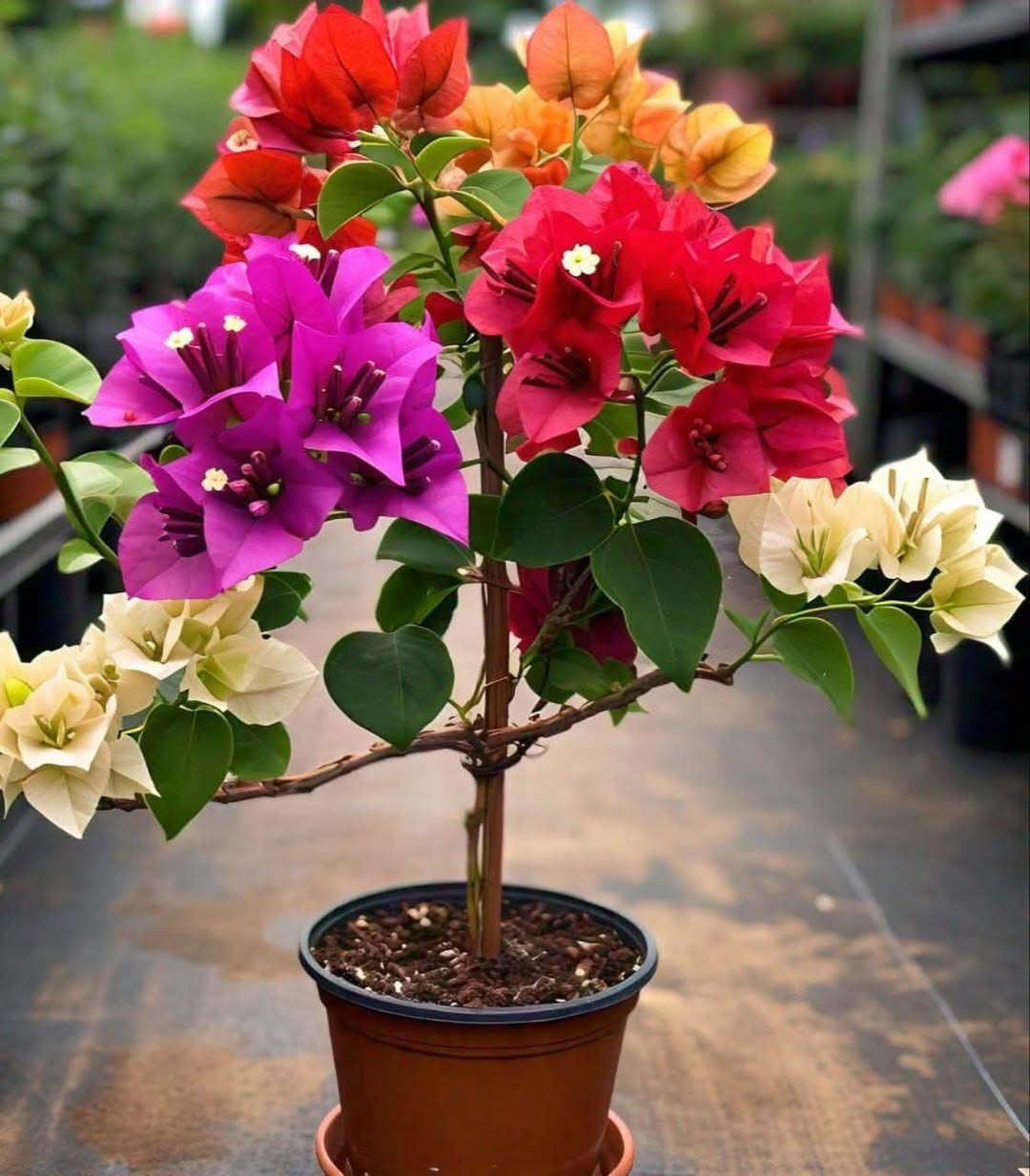 مشتل علي مناف//***********
