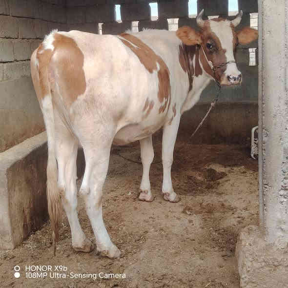 السلام عليكم
اخون يوجد بجر من امهات اصايل درجه اولى 
عشار 8 اشهر ماطول اقل شهر ونص وتلد ان شاءالله 
هولنديه درجه اولى وين جنايه وين اهل نضيف حلال ماشاء الله رقم واحد
توها كايمه تنزل ماعون من بخت جناي حلال يسوه جنيته

العنوان شرقاط قريه شكرا
***********
