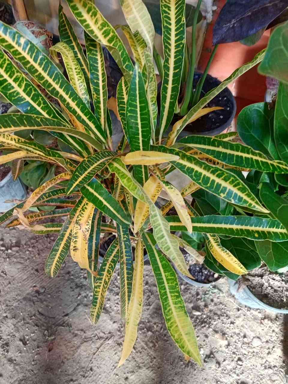 💯💯💯💯💯مشتل الجمعيه 💯💯💯💯💯 
يتوفر لدينا كافه انواع النباتات الظليه والخارجيه 
الدجيل الجمعيه خلف الدفاع المدني 💯 
للاستفسار *********** واتساب مازنجر 
توجد لدينا خدمه توصيل داخل الدجيل 💯
