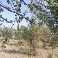 بستان صغيرة 500 متر للبيع طابو زراعي سند 25 تتوفر فيها جميع الخدمات ما...