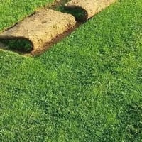 ثيل هندي • حجز بالجملة • كمية محدودة