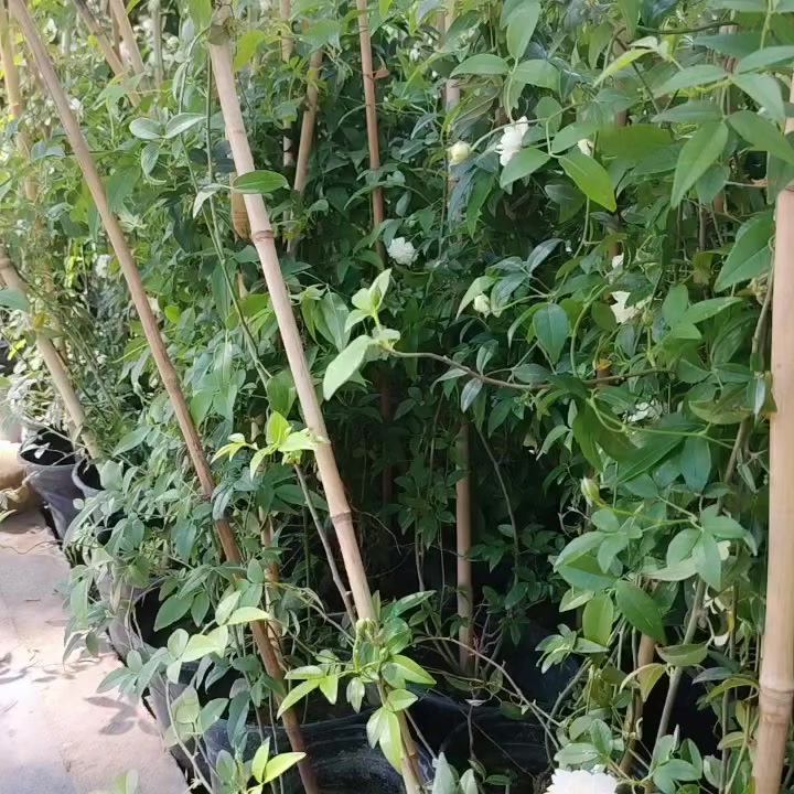 مشتل نعناعه الرفاعي الصوب الاول مجاور جسر المشاة بتجاه السايلو مقابل مدرسة الرقيم الاهليه يوجد توصيل ***********
