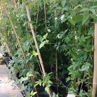 مشتل نعناعه • الرفاعي • توصيل