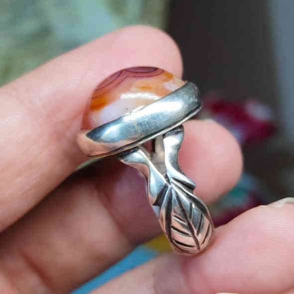 سليماني هندي سعر 45 مع التوصيل.للحجز واتساب ***********
