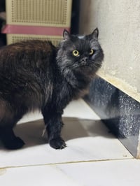 للتبني الييفه جدآ الي يريده خلي يتصل         ع رقمي  07829594402