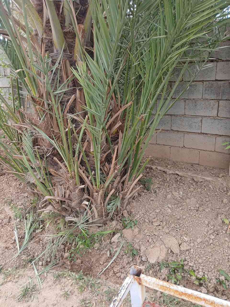 خضراوي للبيع السعر ٢٧٥ الف العنوان يثرب


**إذا كنت صاحب هذا الإعلان وتريد حذفه لأي سبب، رجاءا أرسل رسالة إلى الدعم الفني**