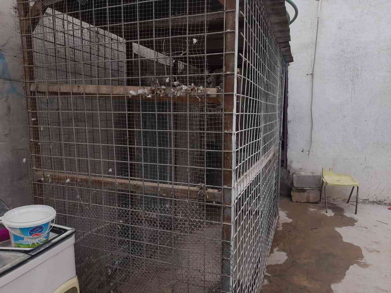 سلام عليكم قفص للبيع تسكام بوري شخاطه لاصلي شرط طول ٣ العرص متر راهي ارتفاع مترين وربع  ....يرهم بيت مولد  يرهم تربيه حمام دجاج  بيع مستعجل مكان زبير سعر ١٠٠ الف ***********
