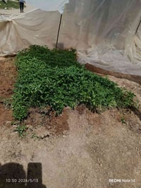 يوجد شتل فليفله حاره درجه اولي شتل ناصي مو عالي  07718535235