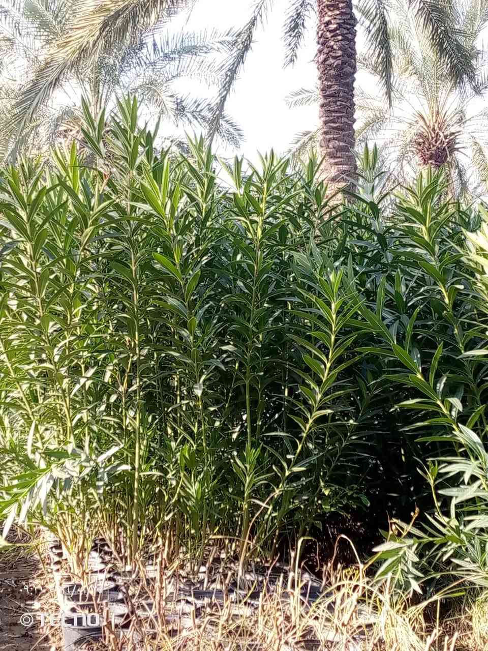 السلام عليكم 
دفله سندان حجم 19 
الفخامه شارع البيارق 
‏‪***********‬‏ متوفر واتساب
