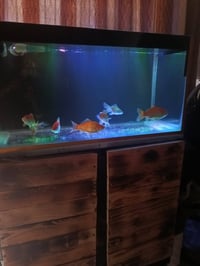 حوض ١م • ٤٦×٥١ • محمودية