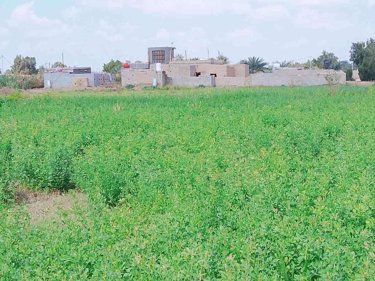 السلام عليكم ارض زراعيه للبيع خمس دوانم مع ثلاث بيوت  ارض مزروعة جت بيهه60 نخله مثمرة مع حمضيات 40 ماء متوفر قريبه للشارع قريبه منهه مدرسه مع مستوصف المكان واسط كوت بسروكيه/***********💁***********)(بسب الوعود الكاذبه إعادة )
