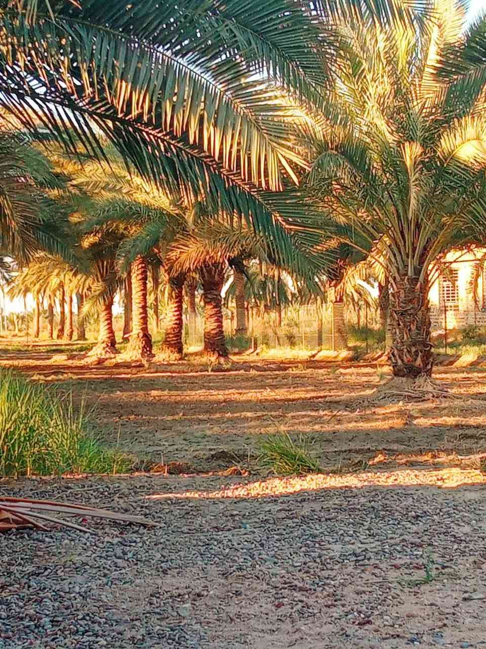 السلام عليكم ارض طابو زراعي سند/25/المساحه. دونم 
الموقع خلف جامعه بابل / 
للاستفسار 
محمد رشيد ‏‪***********‬‏
منتظر الصليخي ***********
                        ***********
