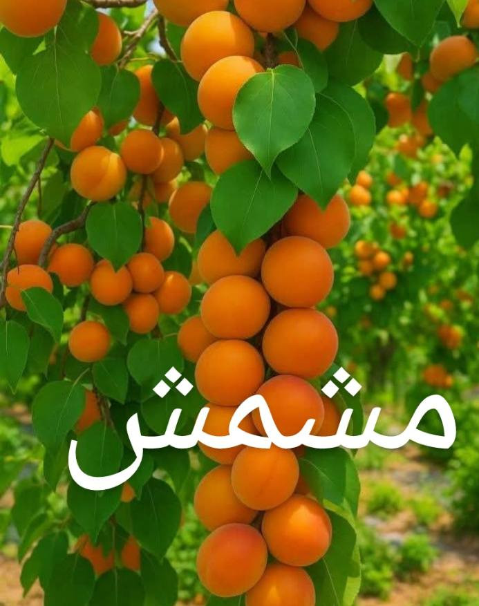 متوفر الان في مشتلنا بحجم كبير
***********
ناحية الزاب مفرق الصباغية
