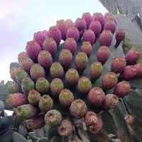 كفوف تين شوكي • هجين • نهاية أيار
