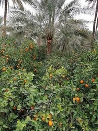 أرض للبيع • أرض البوعيثة • أرض زراعية • أرض 500 متر • قطعة أرض • أرض ف...