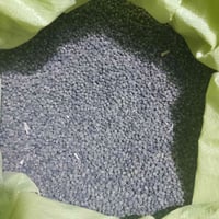 يوجد لدينا بذور بانيا  العبير ستندر شركه نتاجيه خير من الله تحمل حراره...