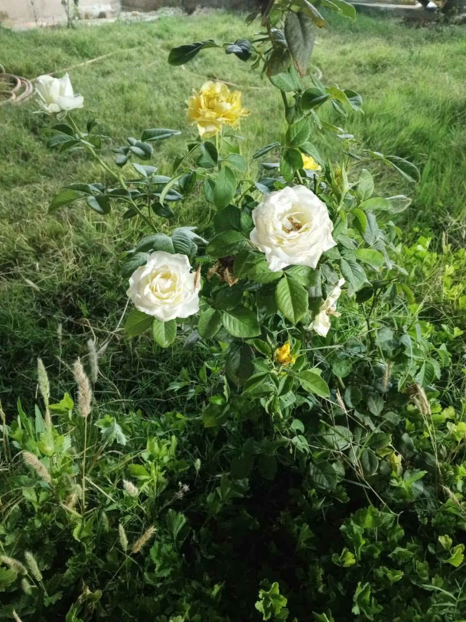 نصف دونم مع بيت مساحه ٢٦٠ بناء حديث 
يحتوي ع كراج وحديقه وغرفتين ومطبخ وصاله وهول واستقبال وصحيات 
العنوان مزبانيه على شارع بغداد العام موقع تجاري مقابل محطه بانزين جوهره ميسان 
السعر170   
***********
