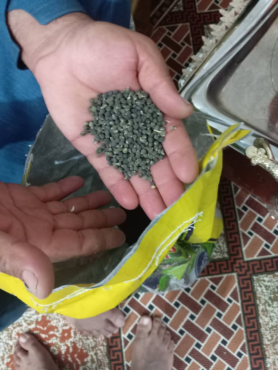 بزر بانيا للبيع متعهده ***********
