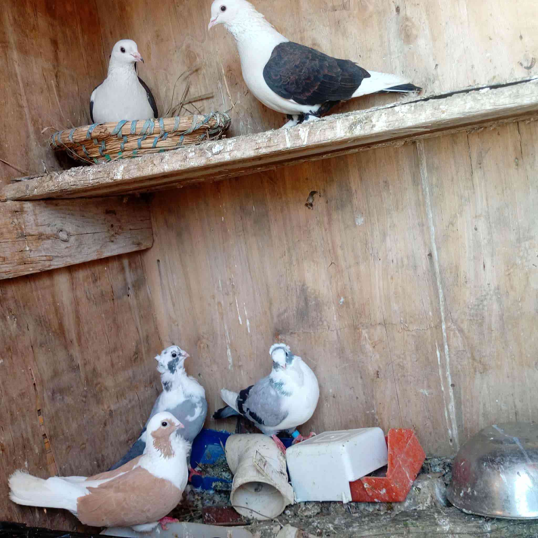 زوج جاوه وزوج قندوره مكان نساف وره جسر، بعلوان سعر ٦٥ 

متاح زوج شعل جواهن بيض ورافل ٣تكوك سعر ٤٥بيهن مجال قليل مكان نساف وره جسر بعلوان.... ***********
