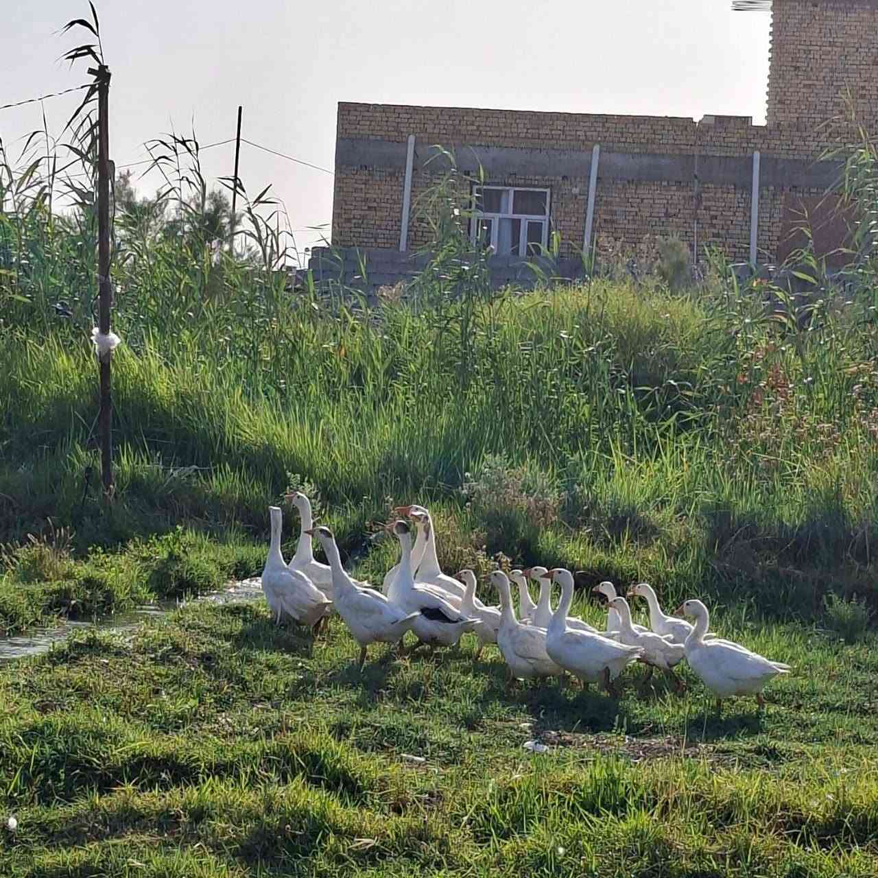 *********** بطوط للبيع مكان شطره  الجهل اتصال واتساب
