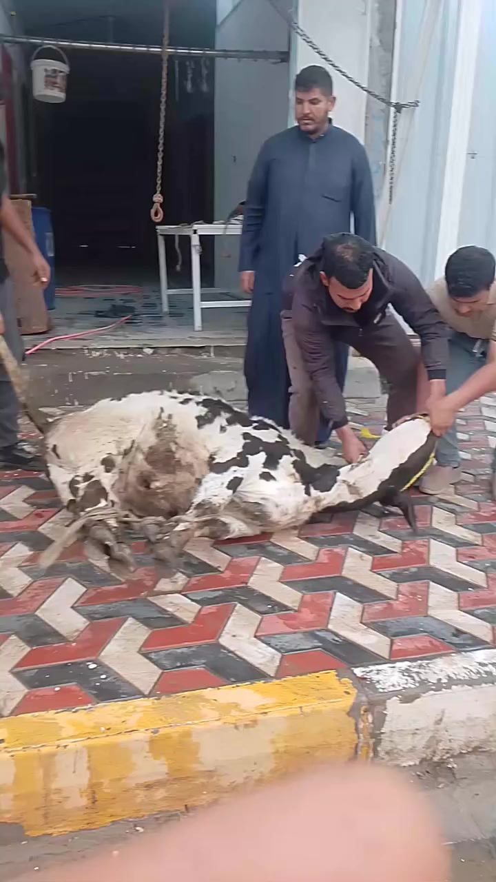 اللهم صلئ علئ محمد وال محمد
تم افتتاح محل  قصابة  قرب كهوة سيد شمخي  لحم درجه اوله مباجير ازغار


**إذا كنت صاحب هذا الإعلان وتريد حذفه لأي سبب، رجاءا أرسل رسالة إلى الدعم الفني**