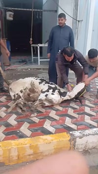 محل قصابة • قرب كهوة سيد شمخي • لحم درجة أولى