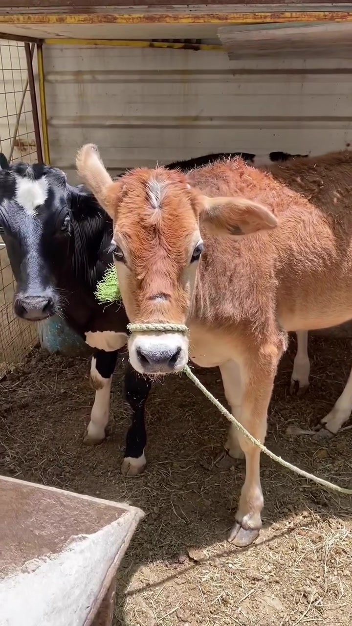بجر سمينه وحلوه ومناسبا وين الي عنده نذر يدور ذبيحه مناسبا سعرها ١١٥٠ بيها مجال ***********
