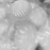 محار توزيعات • انامل ذهبية • ١٧تموز مجمع الروان