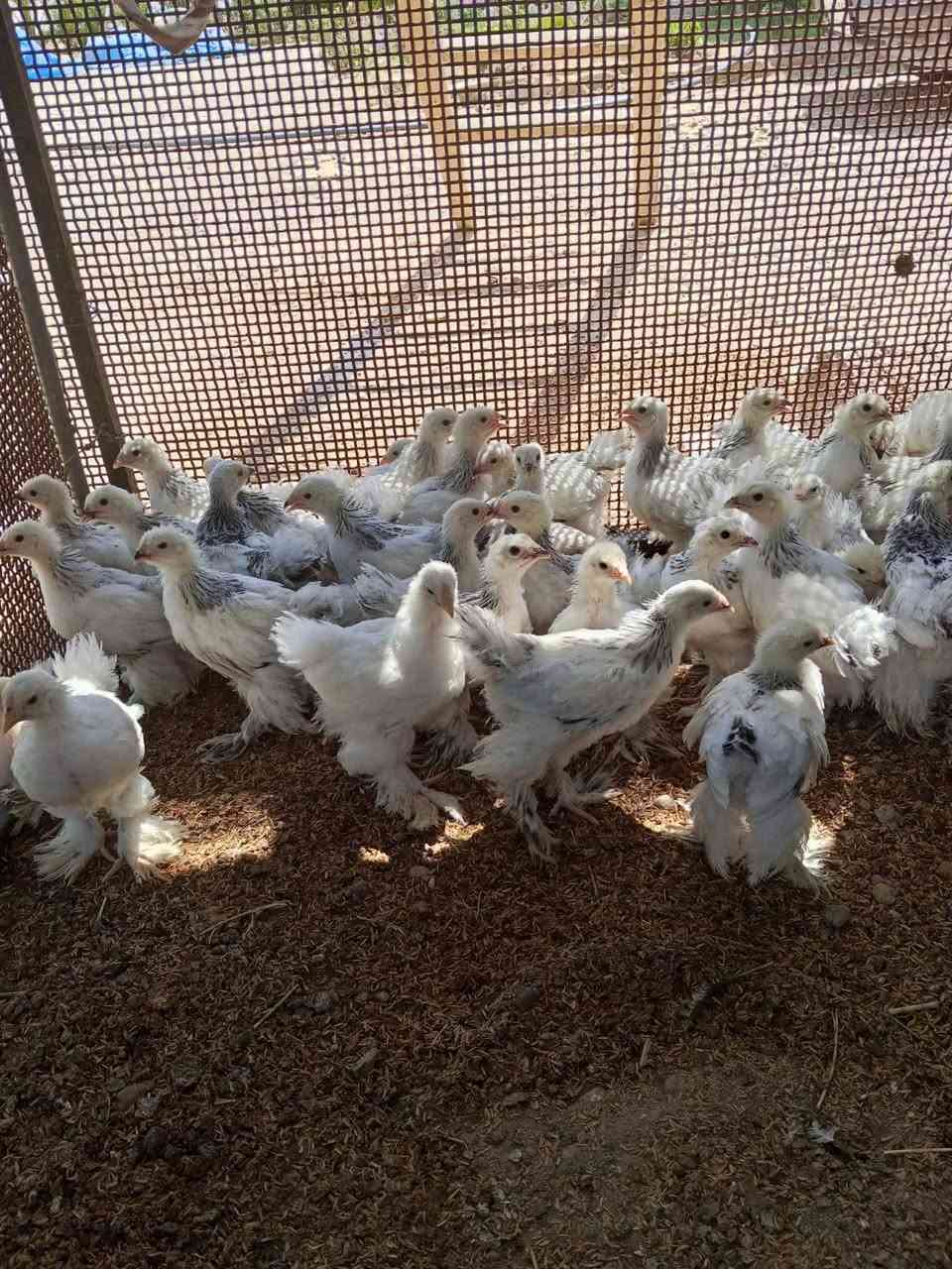 السلام عليكم متاح افراخ براهما دكتوره دم نقي عمر شهر ماخذات كل اللقاحات سعر الزوج 20 للأستفسار التواصل ع الخاص


**إذا كنت صاحب هذا الإعلان وتريد حذفه لأي سبب، رجاءا أرسل رسالة إلى الدعم الفني**