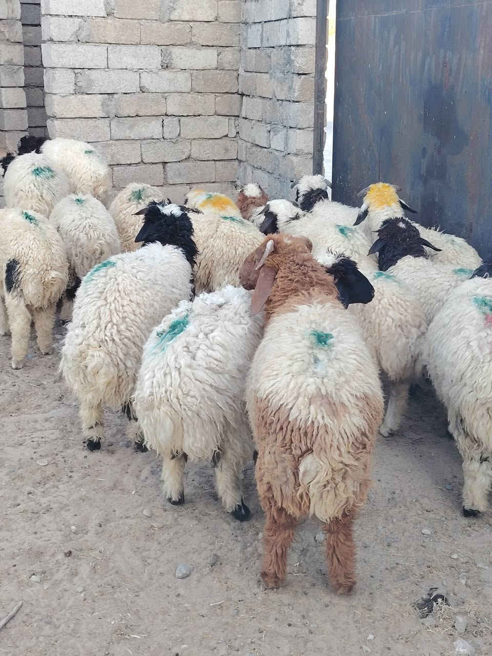بسم الله ماشاء الله
#طليان_فاخره_درجه_اوله_خشانه فول مال ربط وذبح شرط النصاحه العدد الكلي 22 مكاني بيجي حي العصري
 الاتصال ع رقم *********** اسيا ***********
