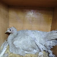 أزرق • دمه نقي • لجروب