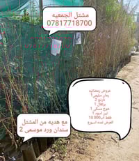 مشتل الجمعيه • الدجيل الجمعيه • ورد موسمي