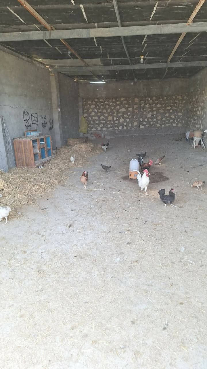 فرصة استثمارية استثنائية وعرض مميز جداً 🚨
أرض زراعية دونمين إل بيع.  كد (طابو زراعي) للبيع بموقع استراتيجي في الحيرة 🌴✨
​لكل الباحثين عن التميز، الاستثمار المضمون، أو إقامة المشاريع الكبرى (سياحية، صناعية، أو زراعية)، يقدم لكم مكتب الجنابي للعقار هذا العرض النادر:
​📍 الموقع والمميزات الجغرافية:
​الموقع: تقع الأرض على طريق الحولي (طريق أبو صخير - حيرة) في موقع حيوي ونشط.
​القرب من الشارع الرئيسي: تبعد 20 متراً فقط عن الحولي ولها شارع رئيسي خاص بها.
​التحصين: الأرض مسيجة بالكامل بالحجر، مما يمنحها خصوصية وأماناً عالياً.
​🏗️ البنية التحتية والمشاريع القائمة في الأرض:
​مشاريع جاهزة: تحتوي الأرض على حقول تربيه دواجن جاهزة وحقول للأغنام.
​ميزة مائية مميزة: توجد فيها بحيرة (تصلح للاستزراع السمكي أو كمعلم جمالي لمنتجع).
​الغطاء النباتي: الأرض مزروعة بـ أشجار النخيل.الاستفسار مراجعة مكتب الجنابي للعقار في المناذرة حي الزهراء قرب مدرسة المشرق العربي عمود93 أو الاتصال على الرقم التالي ***********
السعر خاص
