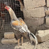 متاح • بلاي مود • بيه مجال