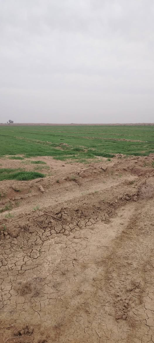 عقد زراعية 40 دونم البيع الاسفستار على هاذي الرقم *********** مستعجل على البيع
