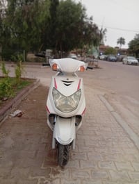 سكنس فحل • ياباني • مكفوله