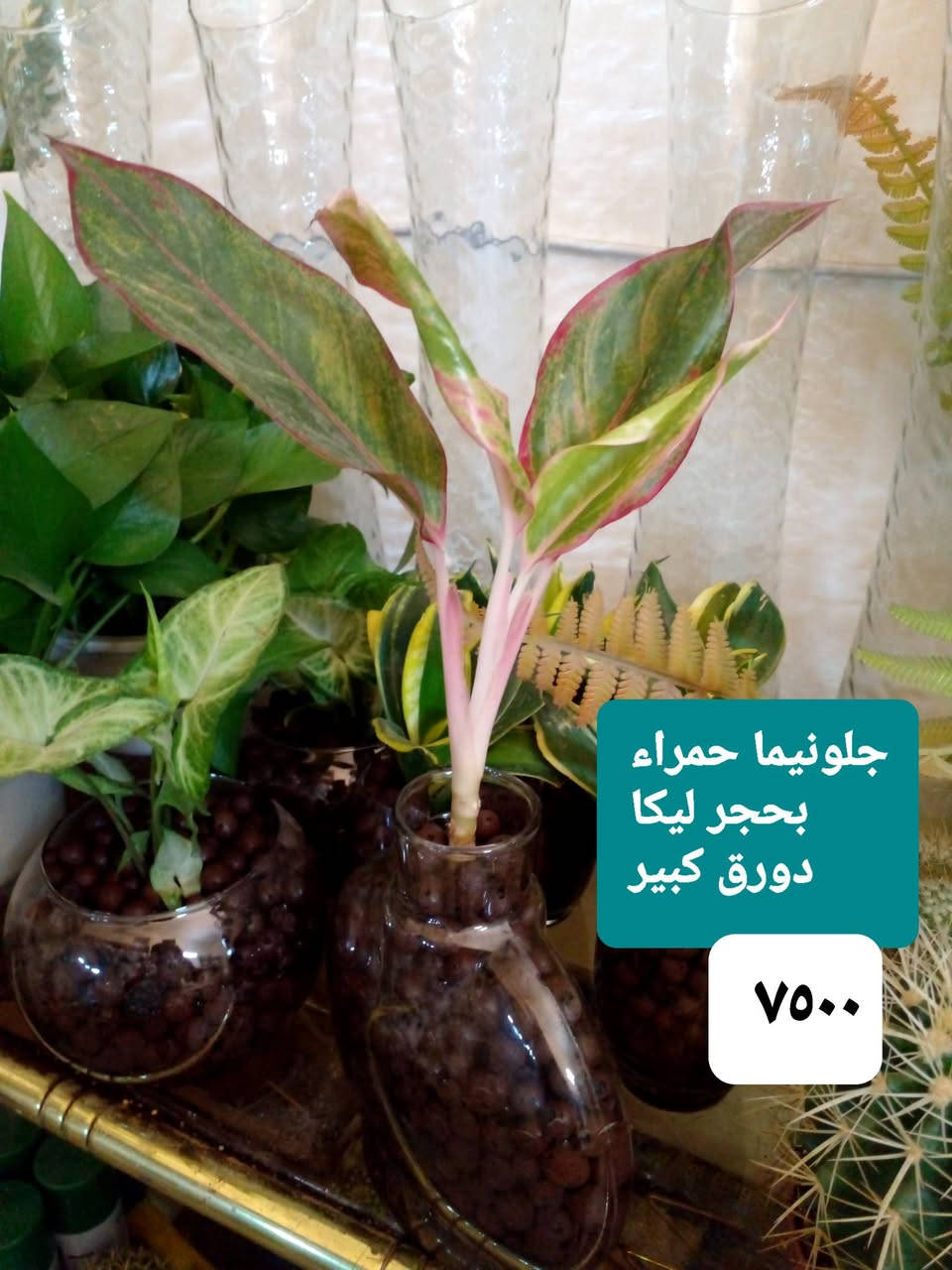 سلام عليكم ..
نباتات مزروعة بحجر ليكا داخل دوارق زجاجية ..
حجر ليكا تركي  درجة ممتازة ..
عصا موسى ديكور طابقين .

للحجز والإستفسار 
على المسنجر أو على الواتسآب 
***********.

وتتوفر ..
مستلزمات زراعية ...بتموس درجة ممتازة ...أسمدة Npk..يوريا .اب أردني ..مبيدات فطرية ..مجذرات..برلايت  ..احماض أمينية ..حصى ملون للزينة .
موقعنا ..
بغداد ..حي العدل ..شارع الأسواق المركزية ..مقتبل مدرسة الأرض السعيدة ..داخل قيصرية عباس أبو الحصة الغذائية ..
تتوفر خدمة توصيل .

