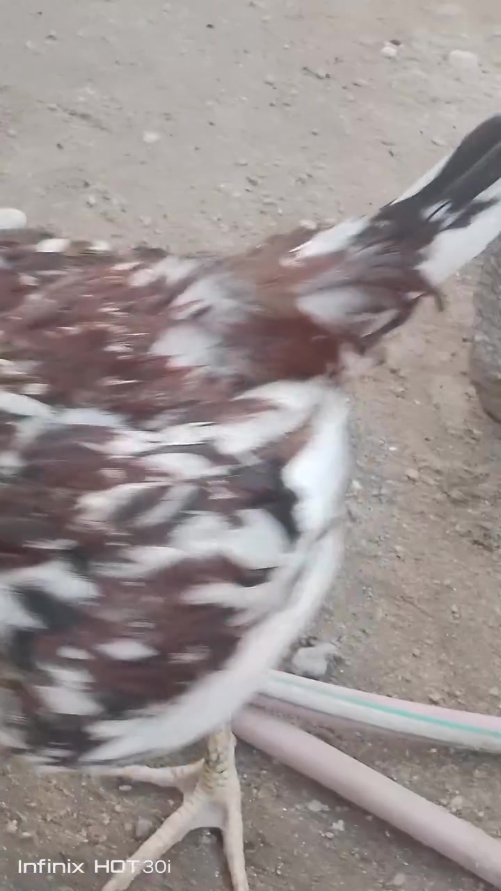 بسم الله ماشاء الله متاح ديج ابو ركيبه بورسلاين مع التوصيل 15


**إذا كنت صاحب هذا الإعلان وتريد حذفه لأي سبب، رجاءا أرسل رسالة إلى الدعم الفني**