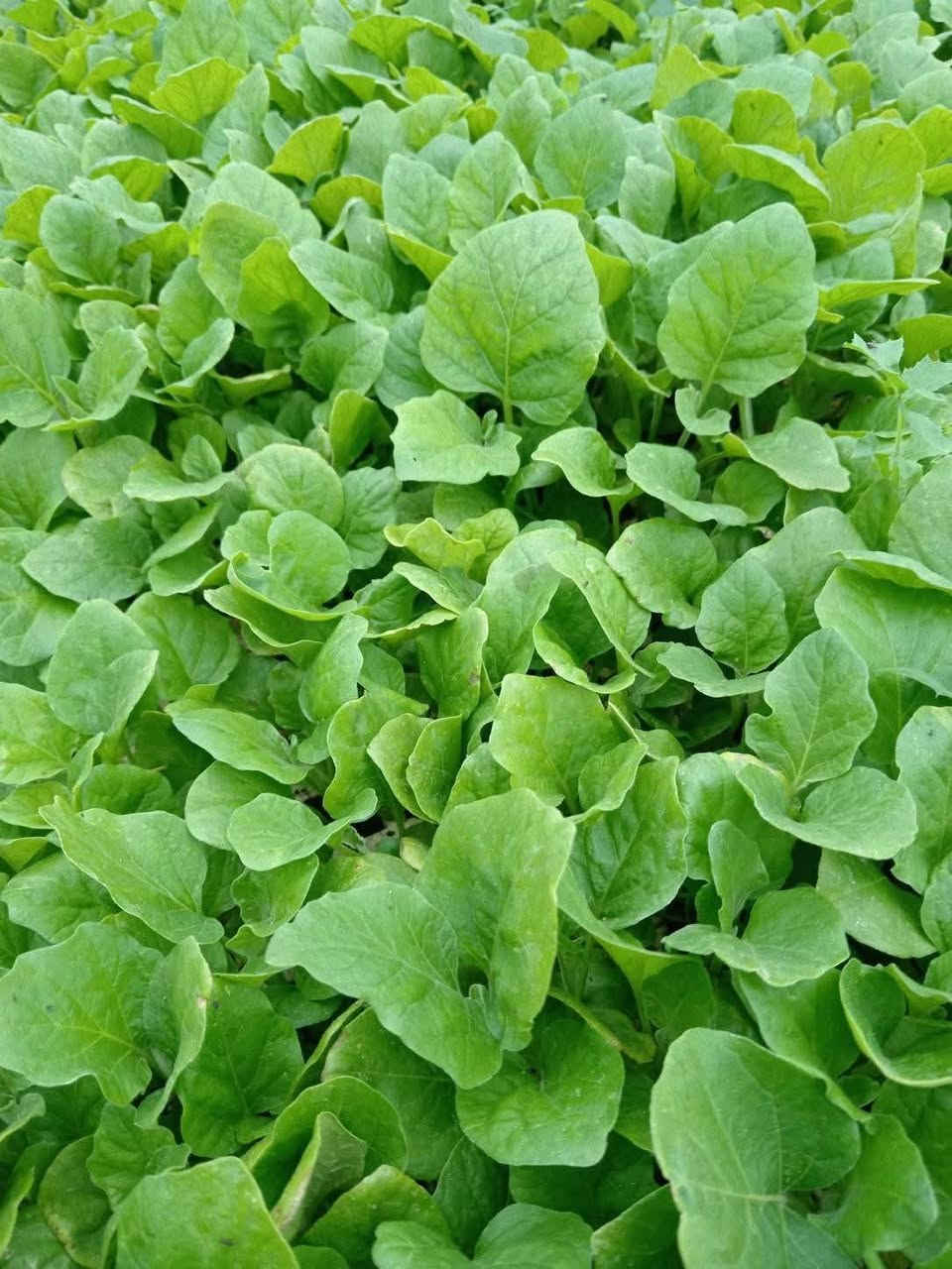 السلام عليكم لقد تم وصول الى مشتل بركات الزهراء الدايات الباذنجان السوري ابو المشط والفلفل الحار والفلفل البارد والطماطة العنوان الديوانية الشافعية منطقة المعمل للإستفسار الاتصال على الأرقام التالية ***********او ***********او *********** زورونا لتجدو كل ما هو جديد ونادر
