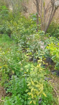 حمضيات • أنواع • نكهة دنيا