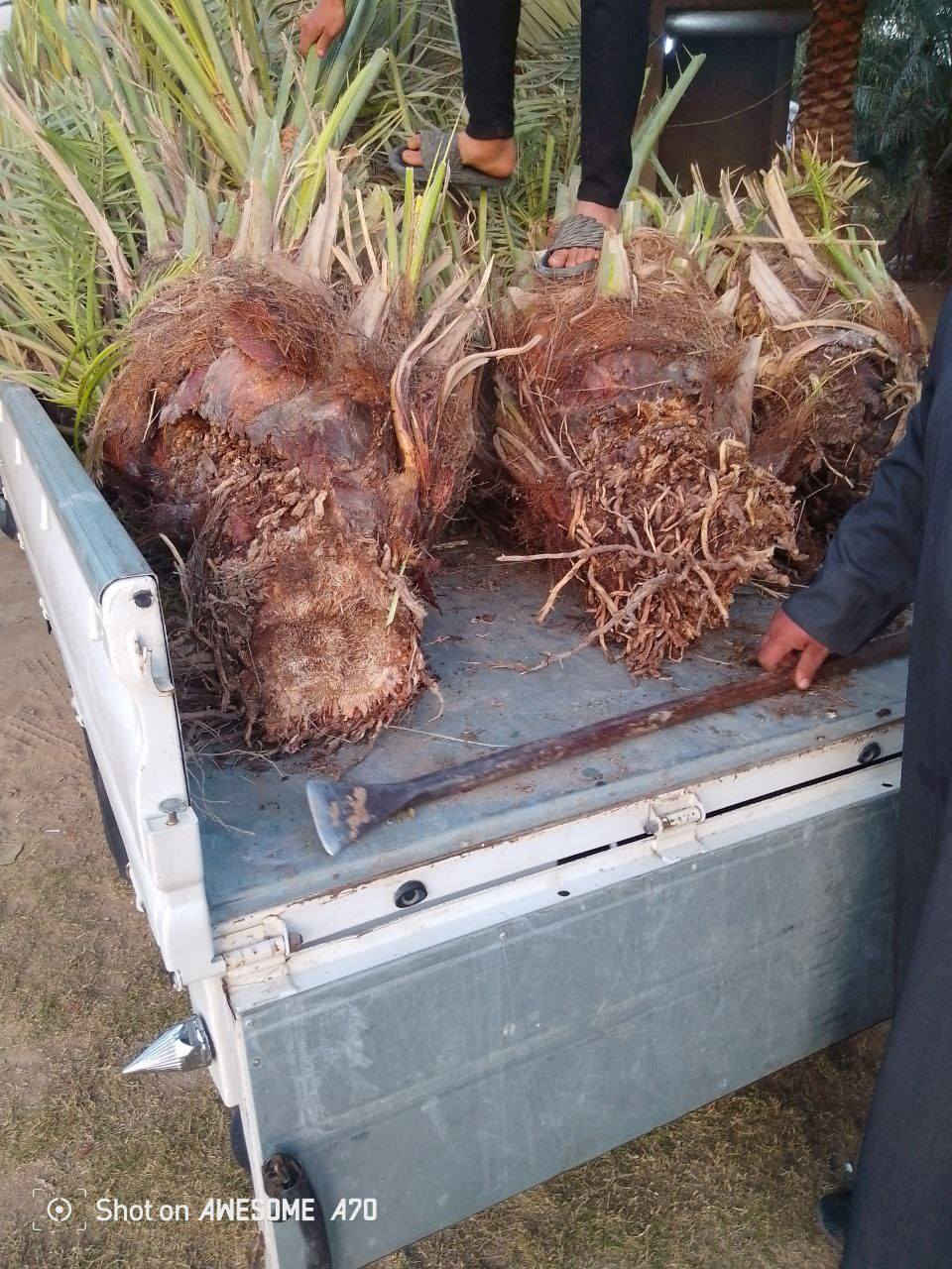 يوجد فسائل نخل بانواع جيدة ومتعهد بنوعية الفسائل
يود حلاوي+خستاوي+عمراني+زاهدي+بريم+شكرى+حمراوي
يوجد توصيل وإعداد متوفرة خير من الله 
اتواصل على هذا الرقم ***********
‏‪***********‬‏
